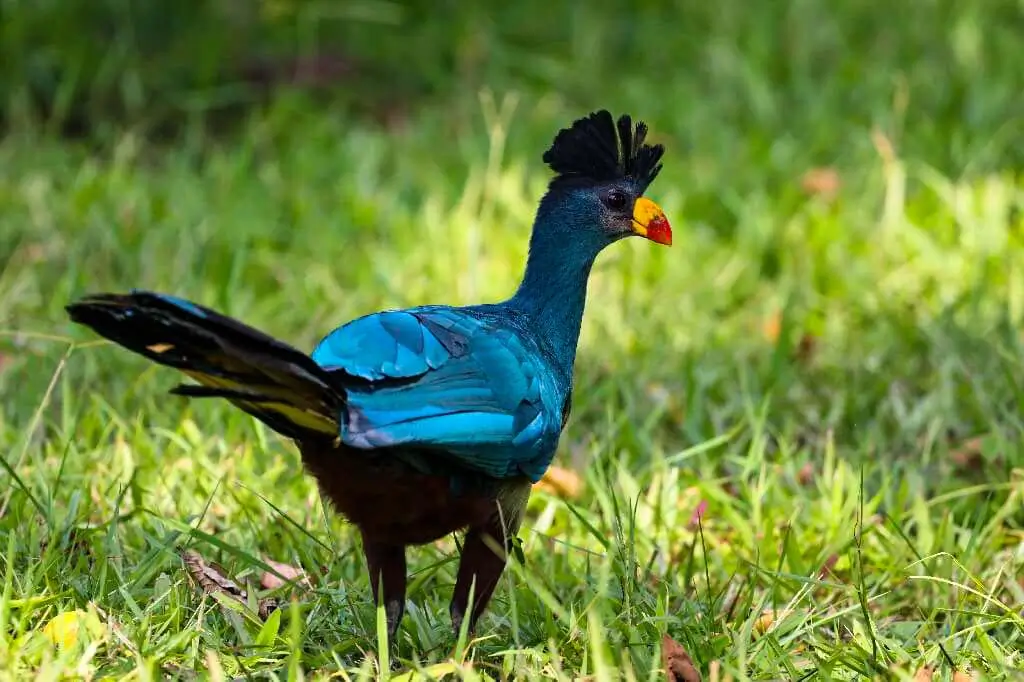 Great blue turaco Bwindi